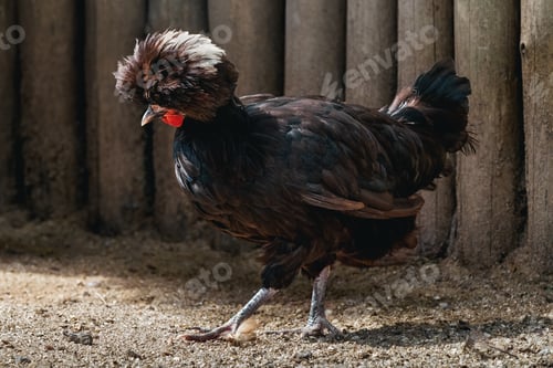 Preview: Polish Chicken with beautiful Crest