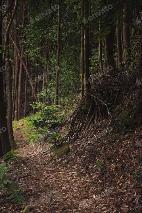 Preview: Vertical shot of a beautiful lush green forest area