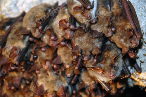 Preview: Colony of Hanging Bats in a Cave. These Fllying Mammals from Order Chiroptera Using Echolocation