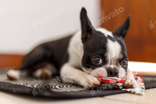 Preview: Closeup of a French bulldog playing with a toy, lying on a rug