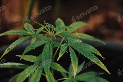 Preview: growing marijuana plant concept