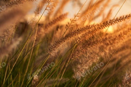 Preview: Fluffy autumn grass spikelets on the background of the setting sun