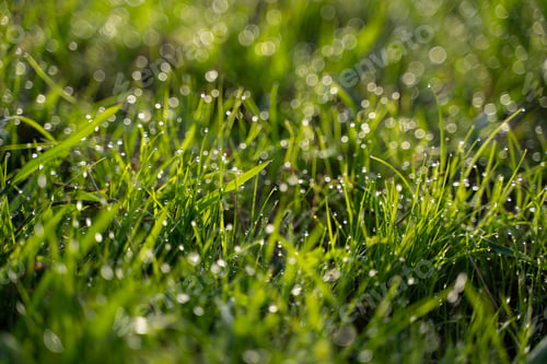 Preview: green grass close up