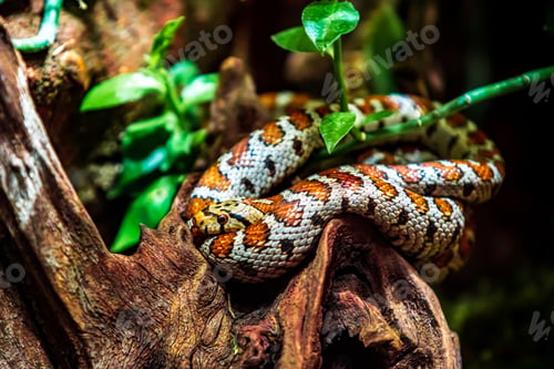 Preview: snake on a branch. Exotic Reptile