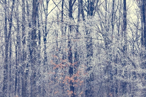 Preview: Winter trees background