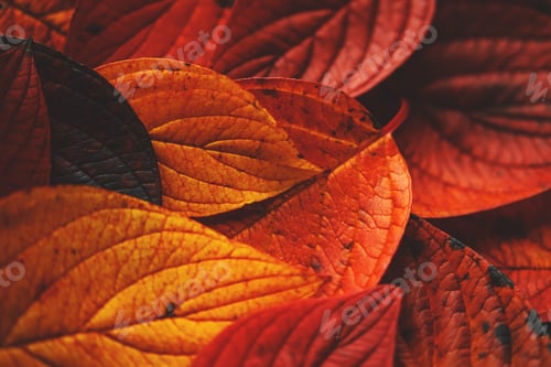 Preview: Red, yellow and orange autumn leaves on dark green background.