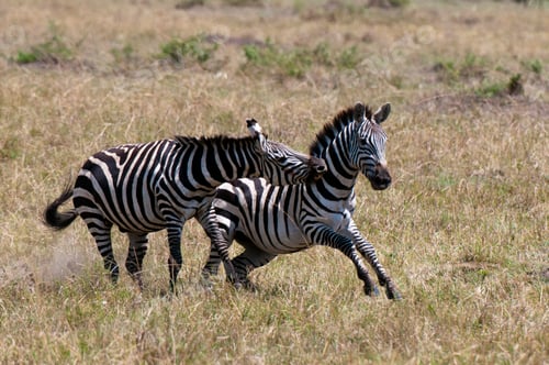 Preview: Zebras fighting (Equus quagga), Maasai Mara National Reserve, Rift Valley, Kenya, Africa
