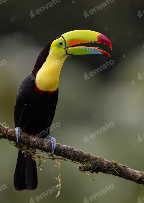 Preview: A toucan in the rainforest of Costa Rica.