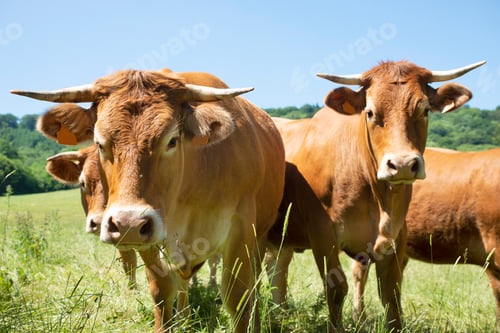 Preview: Aubrac cattle outdoors