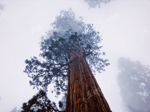 Preview: Background nature