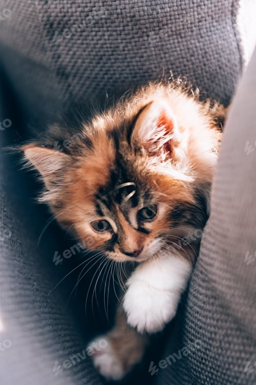 Preview: Cute little long haired three colored, calico, kitten