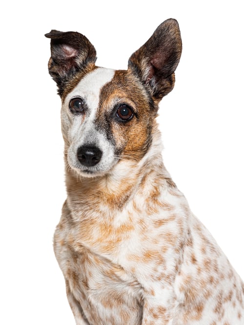 Preview: Old jack russell, isolated on white