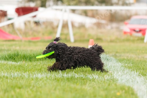 Preview: Dog catching flying disk in jump, pet playing outdoors in a park. sporting event, achievement in spo