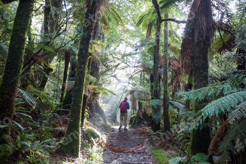 Preview: Hike in New Zealand forest