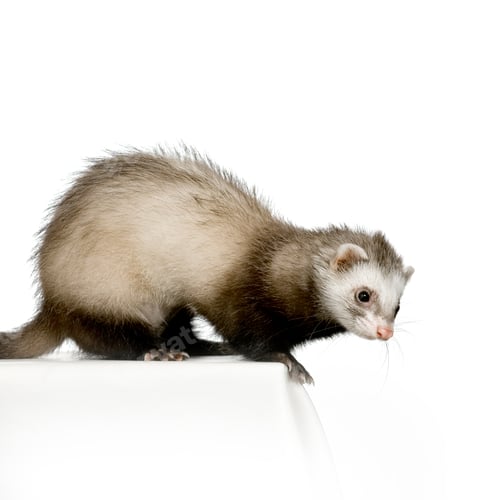 Preview: Ferret