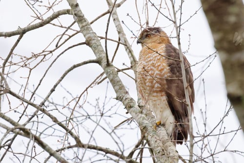 Preview: Majestic hawk perched atop a sturdy tree branch