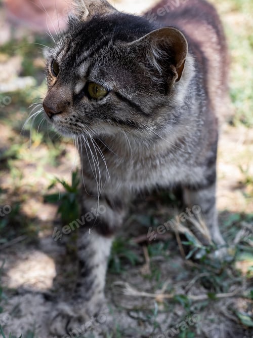 Preview: Portrait of a beautiful tricolor cat.