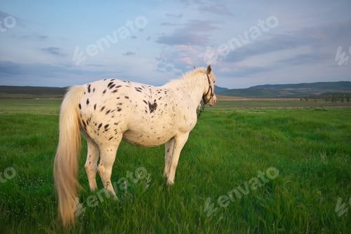 Preview: White horse on a green field.