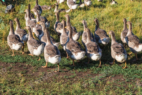Preview: Domestic gray geese on a meadow. Gray Geese in the grass, domestic bird, flock of geese