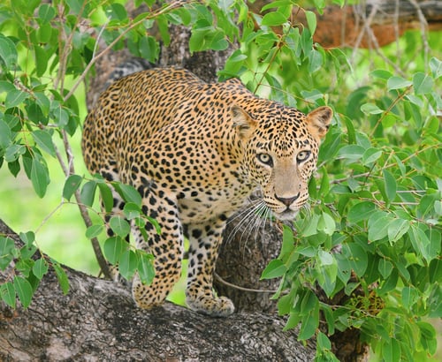 Preview: Leopard walking among bushes getting ready to attack