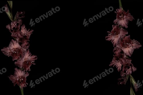 Preview: beautiful dark purple gladioli flowers with buds isolated on black background