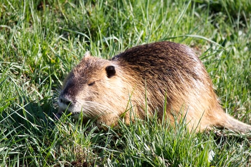 Preview: Wild nutria close-up on the shore in green grass