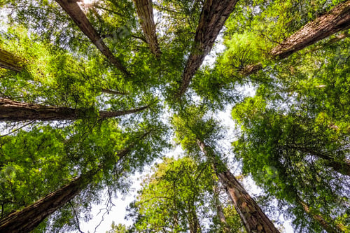 Preview: Looking up in a Redwood forest, Mt Tamalpais State Park, Marin County, California
