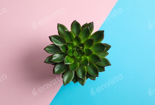 Preview: Beautiful succulent plant on color background, top view. Space for text