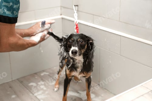 Preview: Adorable Dog Enjoying a Bath with Gentle Care