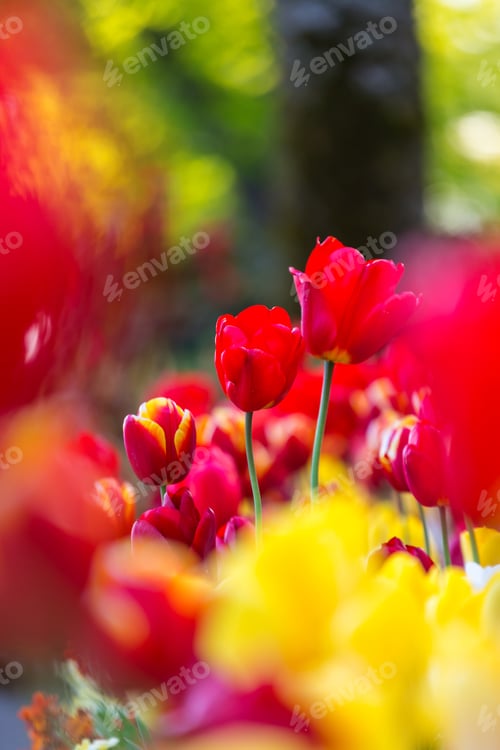 Preview: Tulips