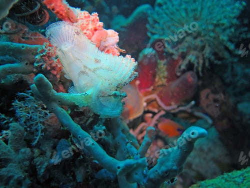 Preview: Thriving coral reef alive with marine life and fish, Bali
