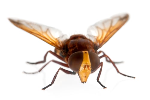 Preview: Hornet mimic hoverfly, Volucella zonaria, in front of white background