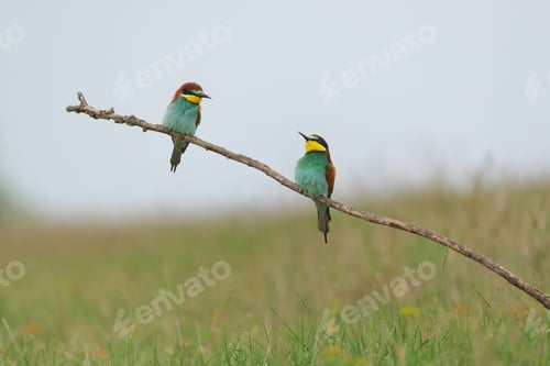 Preview: European Bee-Eater - Merops Apiaster on a branch , exotic colorful migratory bird