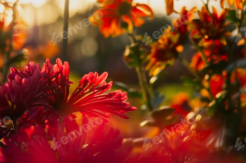 Preview: Red chrysanthemums autumn garden. Bright sunlight through the flower petals.