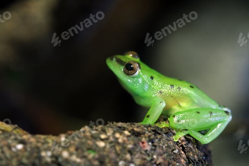 Preview: Glass Frog