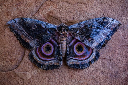 Preview: Butterfly mimicry Eyes Wins Spot