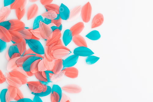 Preview: Coral and turquoise feathers on a white background