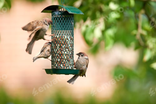Preview: Hungry garden sparrows
