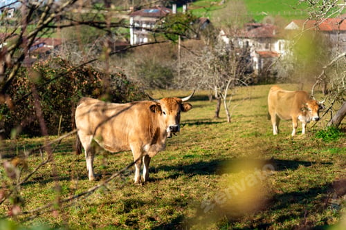 Preview: Rural tourism. Free and happy cows in Asturias, Spain.