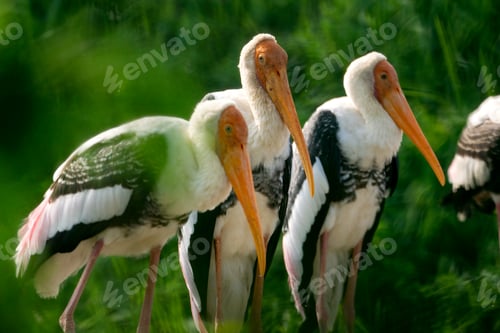 Preview: The painted stork (Mycteria leucocephala) is a large wader in the stork family.