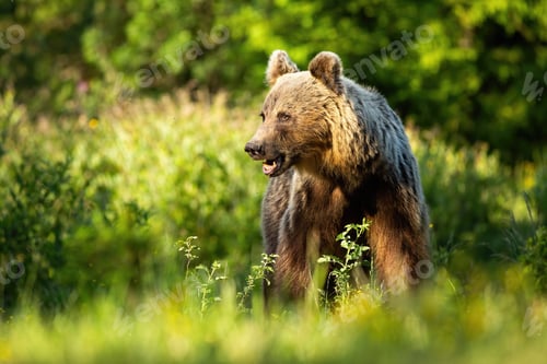 Preview: Brown bear standing on meadow in summer with copy space