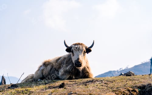 Preview: Closeup view of sitting Yak on greenery grassland