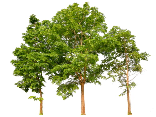 Preview: panorama tree shooting with isolated pn white background