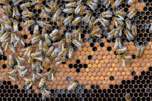 Preview: Close up view of the working bees on honey cells