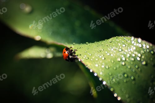 Preview: ladybug on grass