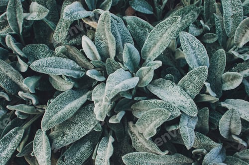 Preview: Lambs Ears, Turkish lambs ear, Stachys byzantine, woolly hedgenettle close up. Garden background