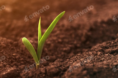 Preview: Corn crop small green seedling growing out of agricultural field soil in spring