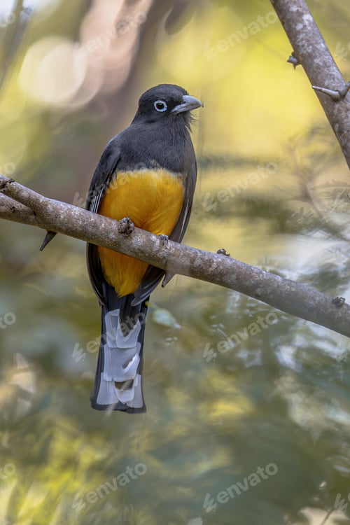 Preview: Black-headed trogon perched on branch