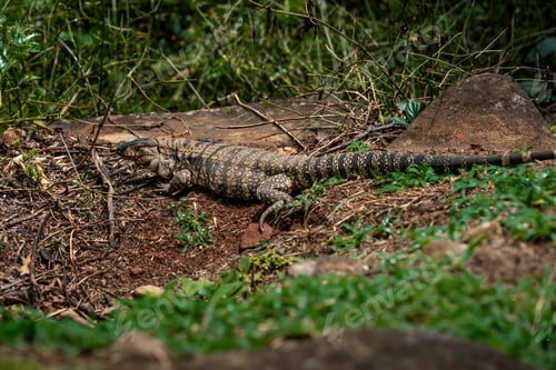 Preview: Black and White Tegu Lizard (Salvator merianae)
