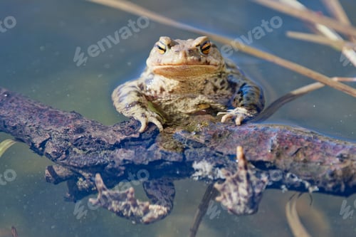 Preview: Common toad (Bufo bufo) in a nature